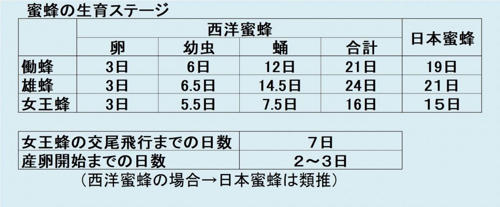 蜜蜂の生育ステージ(テーブル)