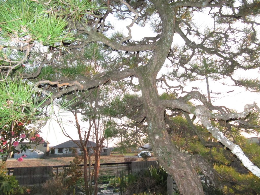 取り付ける木