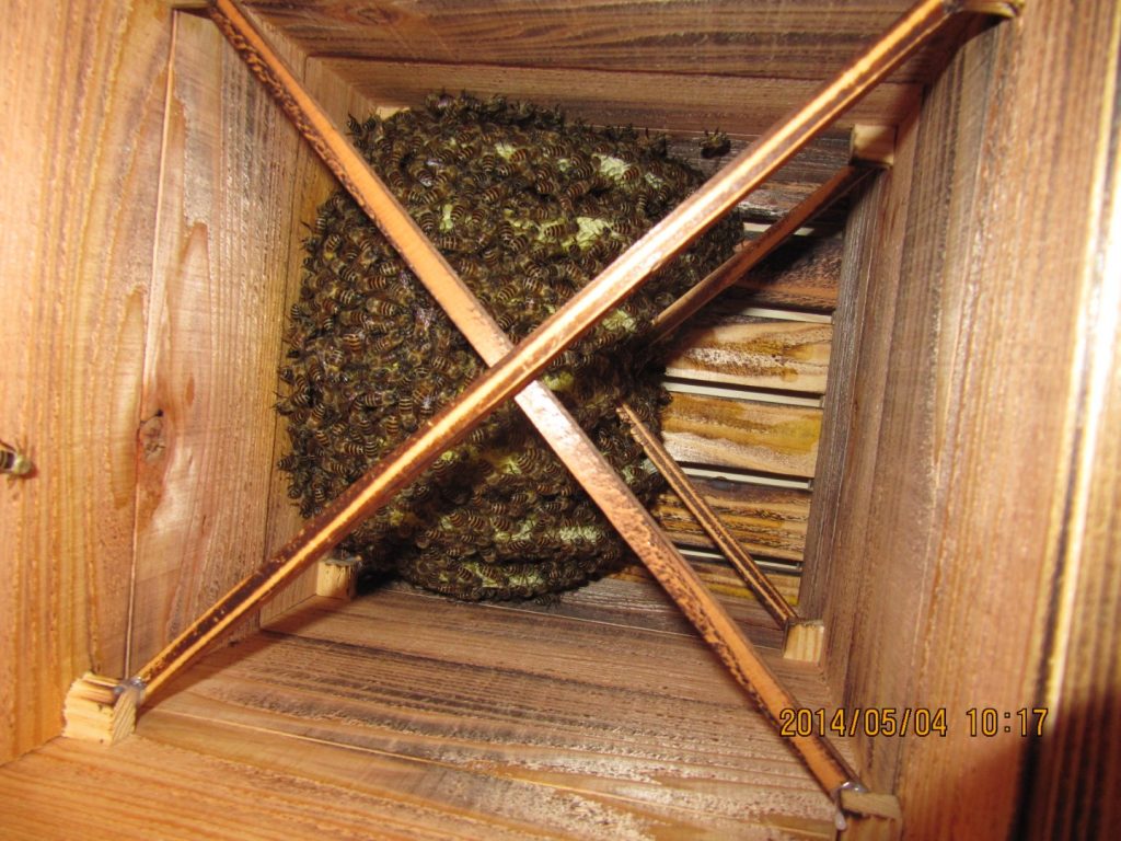 巣箱内部（巣房）