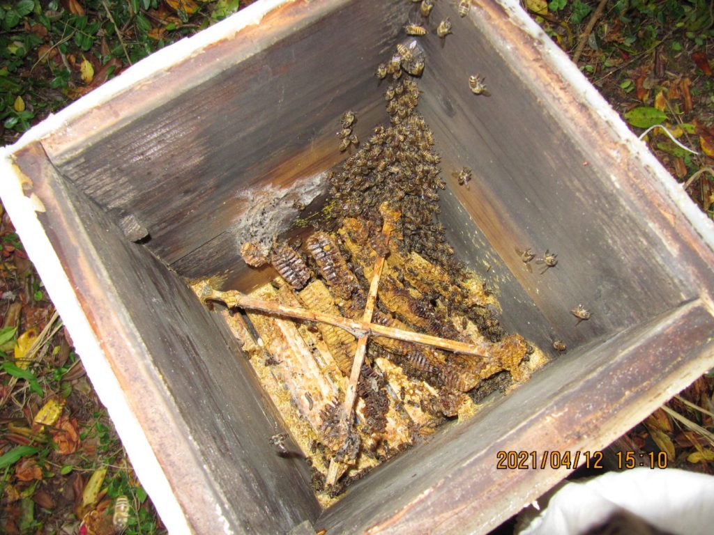 巣箱内部（巣房）