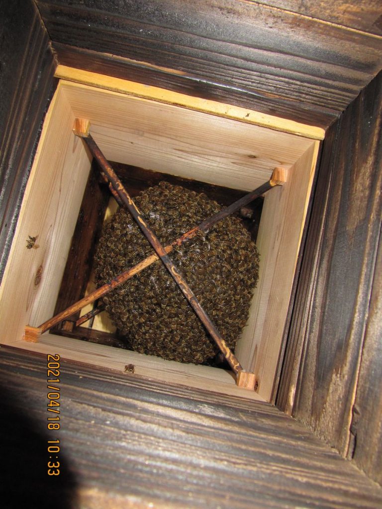 巣箱内部（巣房）