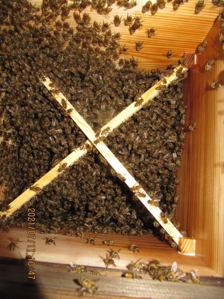 巣箱内部(巣房)