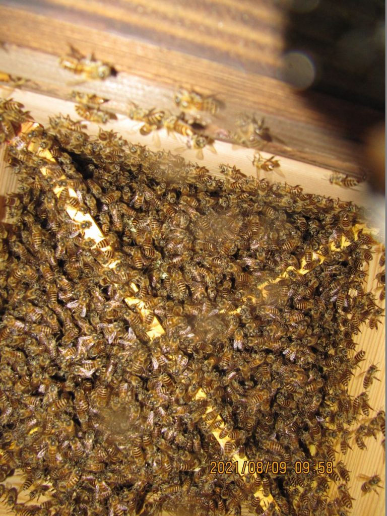 巣箱内部(巣房)