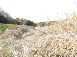 荒れ放題の蜂場