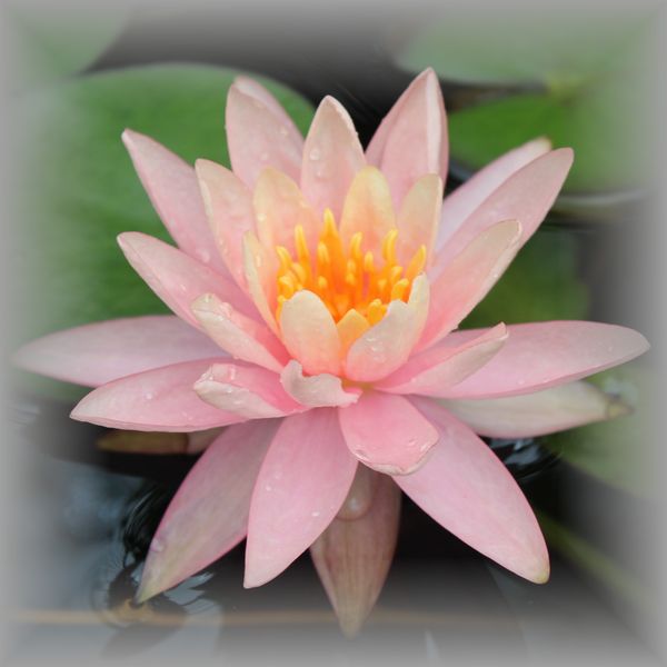 スイレンの花
